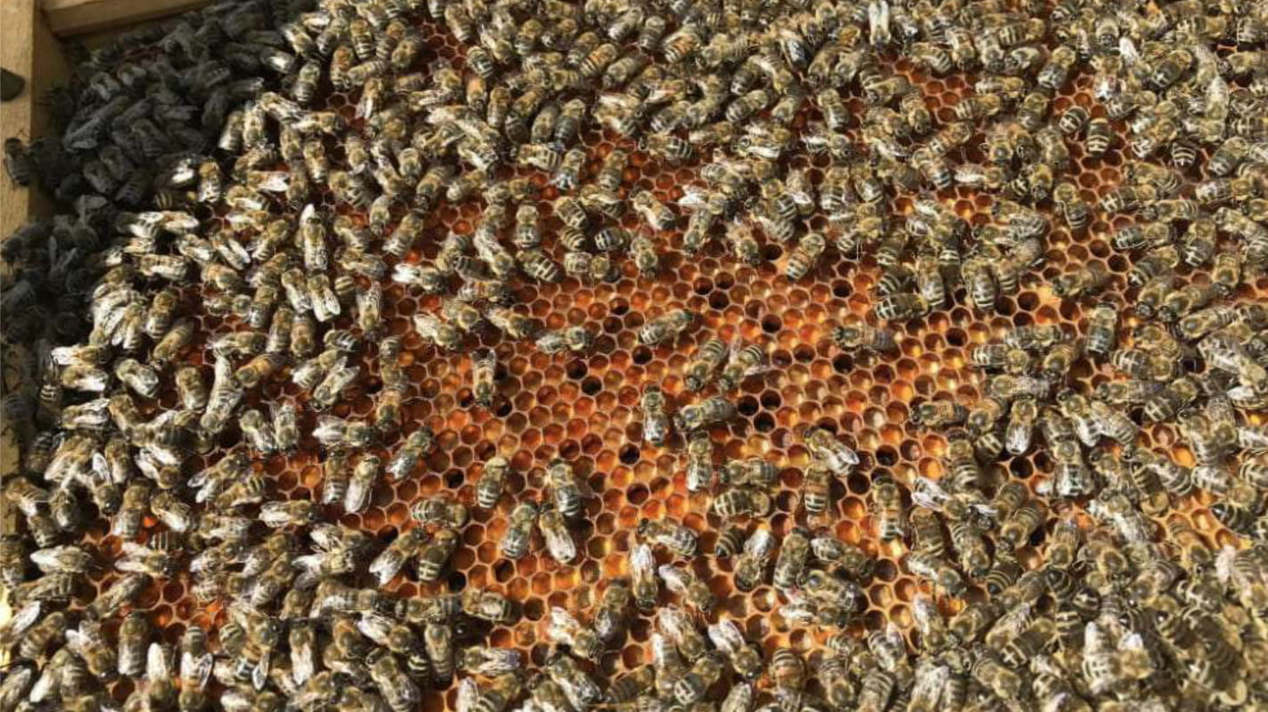 Bildausschnitt einer Bienenwabe mit sehr vielen emsigen Bienen bevölkert.