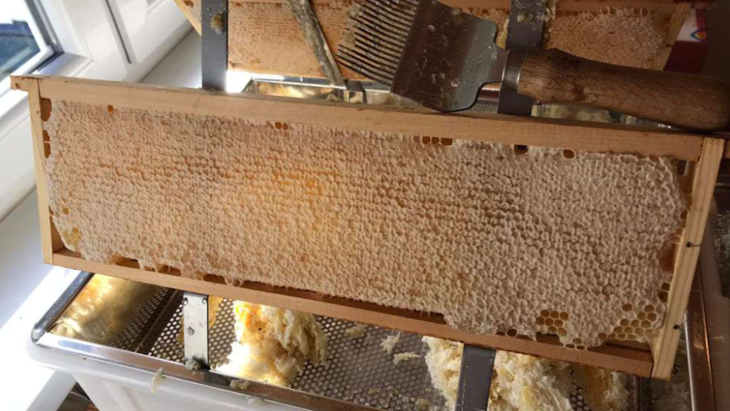 Eine Honigwabe mit weißem Wachs gedeckelt steht aufrecht auf weißer Kunststoffbox. In der Kunststoffbox sieht man weißen Bienenwachs.