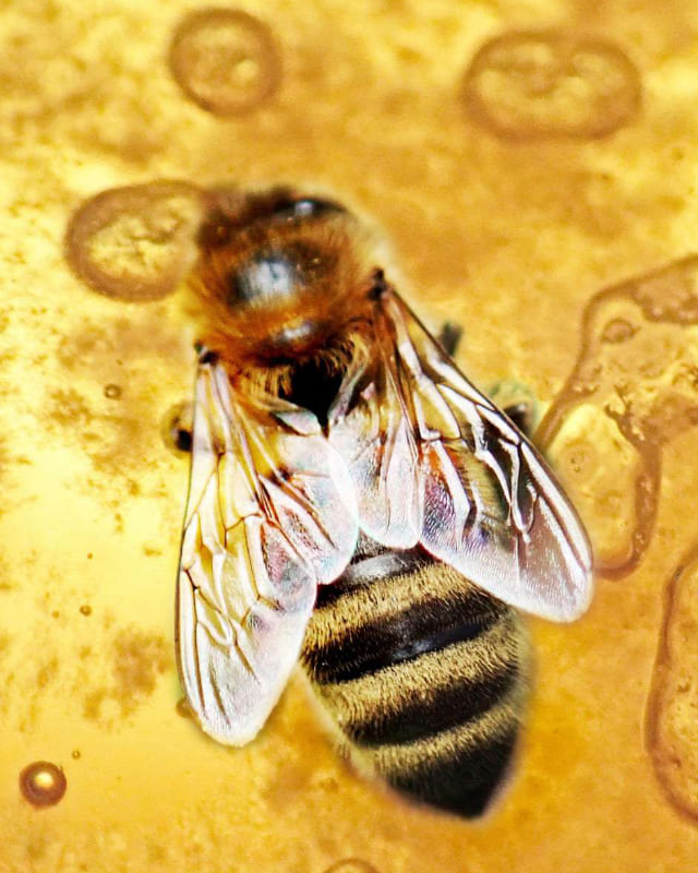 eine Maktroaufnahme einer Biene mit angelegten Flügeln auf goldgelbem Honig sitzend. Die Flügel strahlen silberweiß transparent.