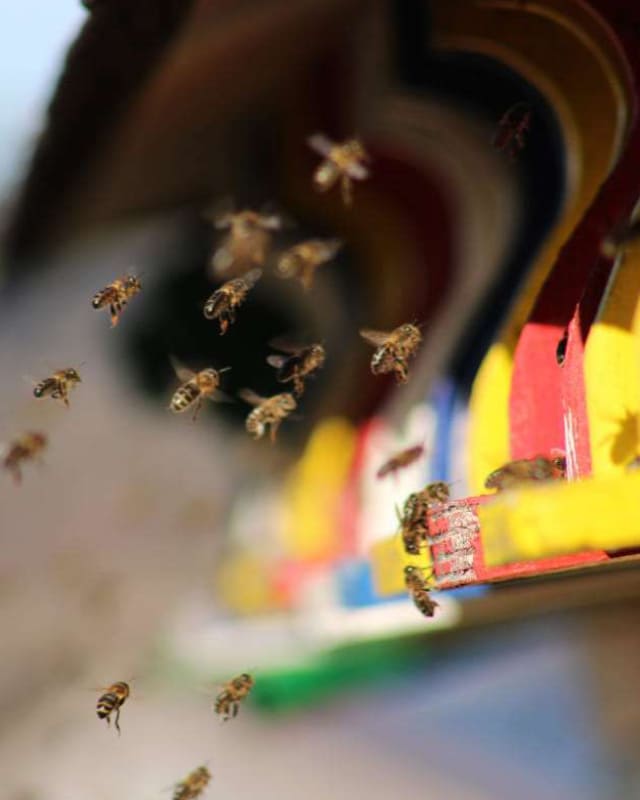 eine Nahaufnahme 10 Bienen im direkten Anflug auf die Landefläche von Bienenstöcken mit verschiedenfarbigen Eingängen