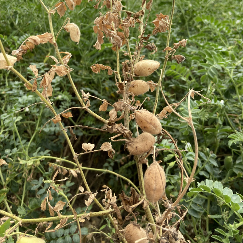 Kichererbsen, hell, 500gr.