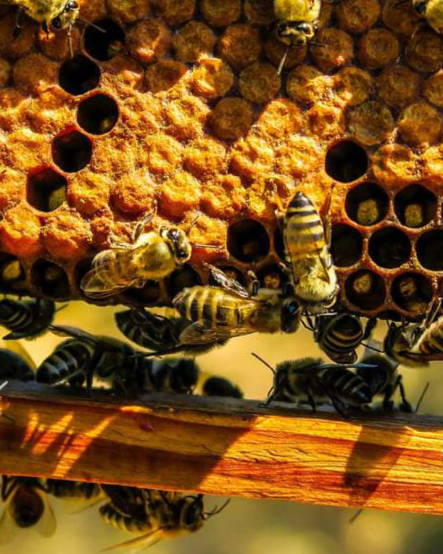 Bildausschnitt einere Honigwabe in Nutzung. Man sieht die Wabe und den Holzrahmen, ein paar einzelnen Waben ohne Wachsdeckel und mehrere Bienen bei der Arbeit