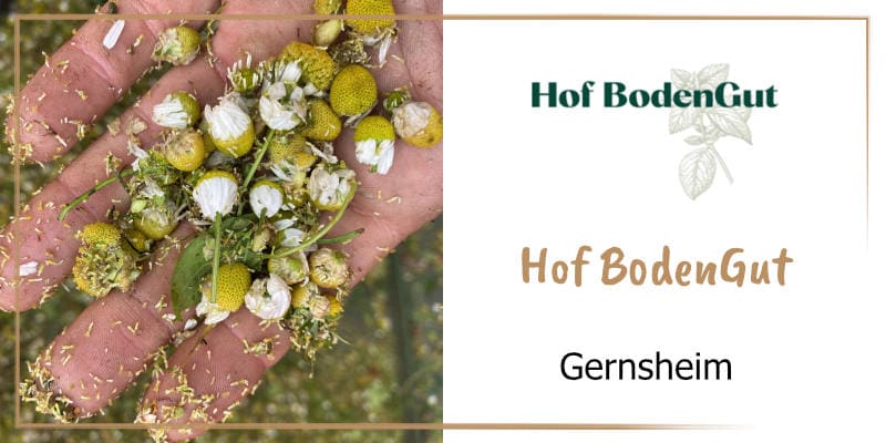 Auf der goldbraun gerahmten WasRegionales-Markenkachel eine Hand mit getrockneten Kamilleblueten; das Logo von Hof BodenGut; darunter der Schriftzug Hof BodenGut, Gernsheim 
