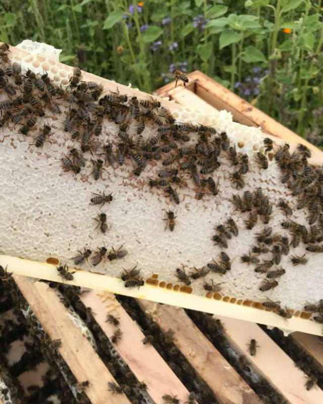 als Bildausschnitt ist eine Honigwabe liegend auf aufrecht stehenden Holzrahmen zu sehen. Die Wabe ist noch mit weißem Wachs gedeckelt und es wimmelt von zahlreichen Bienen.
