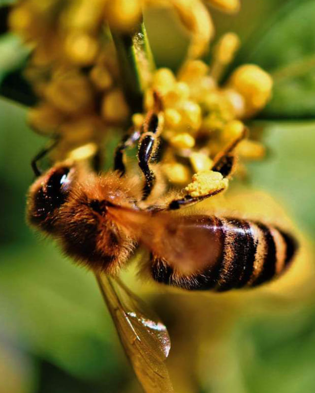 Makroaufnahme einer Biene horizontal hängend einem Blütenstempel an den Beinen mit Pollen beladen.Die Blüte im unscharfen Hintergrund ist grün, der Blütenstempel sonnengelb.