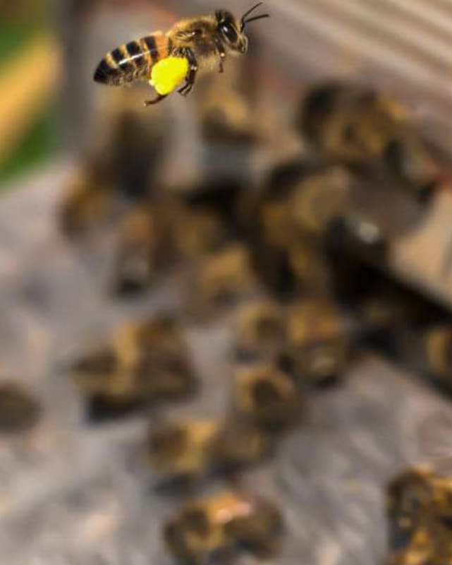 im oberen Bereich ist eine Biene mit deutlicher Pollenlast an den Beinen im Anflug an einen Bienenstock. Im Hintergrund sieht man unscharf den Ein- und Ausgang eines Bienenstocks mit vielen Bienen.