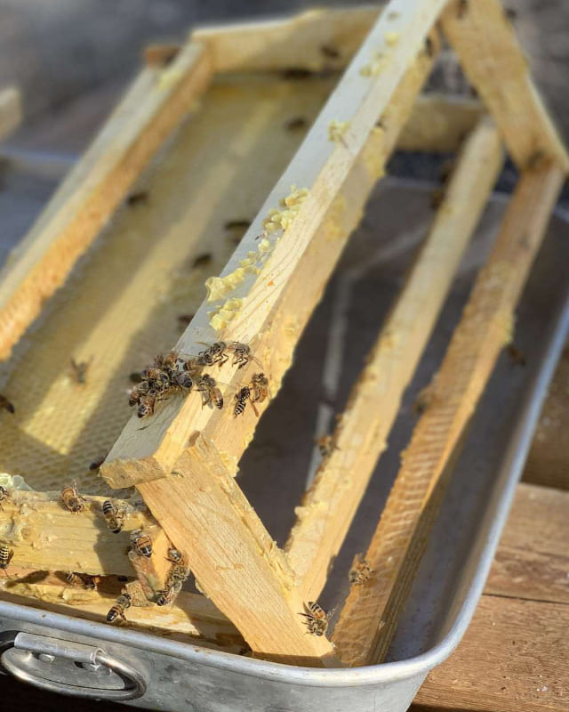 es liegen mehrere Holzrahmen für Waben in einer flachen Metallkiste. Auf den Rahmen sitzen vereinzelt Bienen.